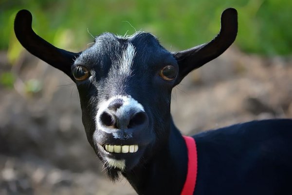 caricature-goat-black-comic.thumb.jpg.e546a62903866affdb5453430ae0a82e.jpg