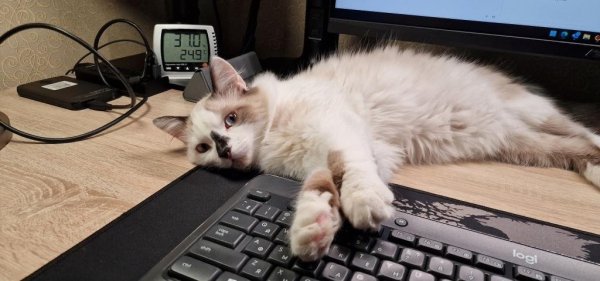 кот.jpg