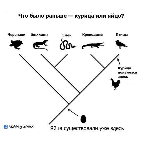 что было раньше курица или яйцо.jpg